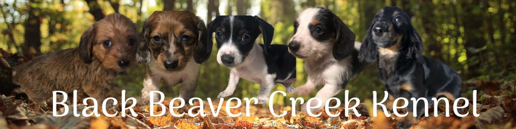 Black Beaver Creek Kennel Miniature Dachshund Puppies & Guardian Livestock Komondors Available