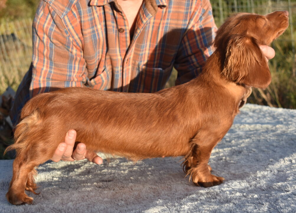 wirehaired dachshund for sale