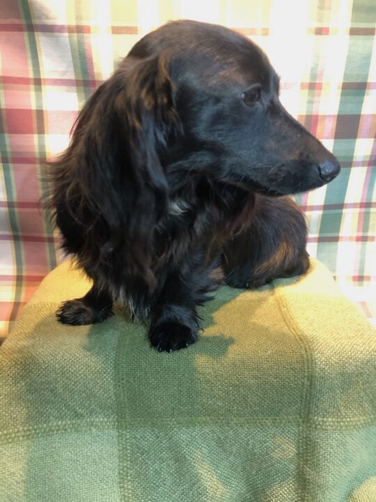 Oliver male long hair black smooth coat miniature adult dachshund available with Black Beaver Creek Kennel Orr MN