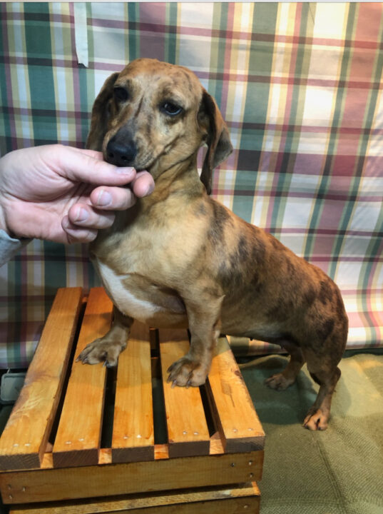 Olympia is a female red brindle and dapple, smooth-haired, standard female dachshund available with black beaver creek kennel in orr mn