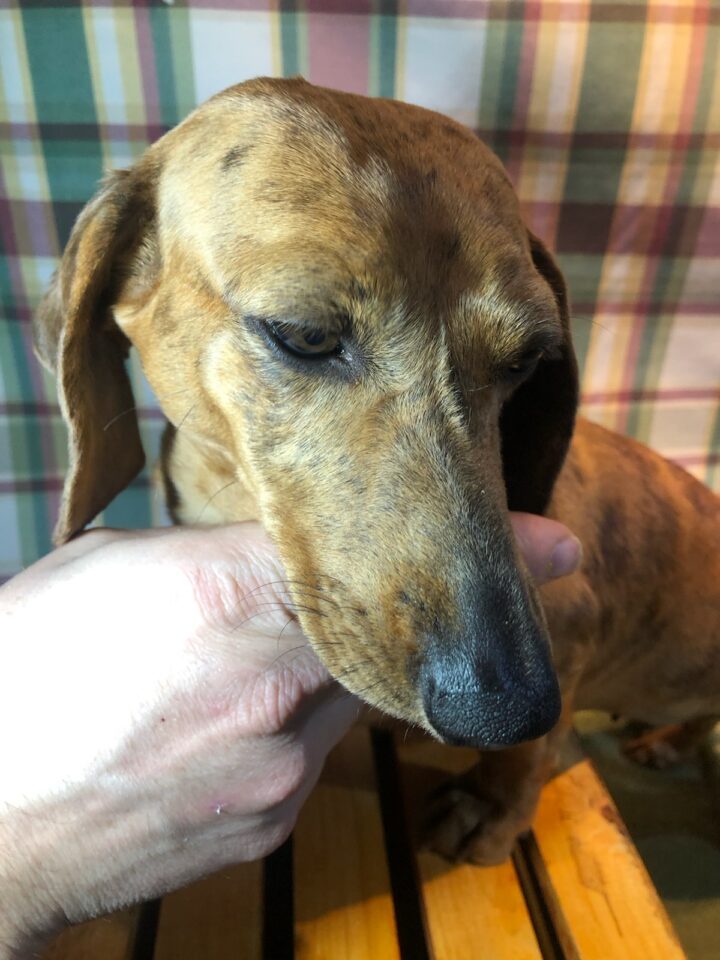 Olympia is a female red brindle and dapple, smooth-haired, standard female dachshund available with black beaver creek kennel in orr mn