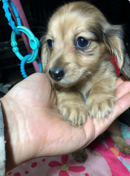 Gossamer, Female, miniature long hair dachshund Shaded cream dapple