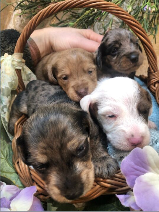 Puppies! Miniature Dachshund Puppies! Black Beaver Creek Kennel!