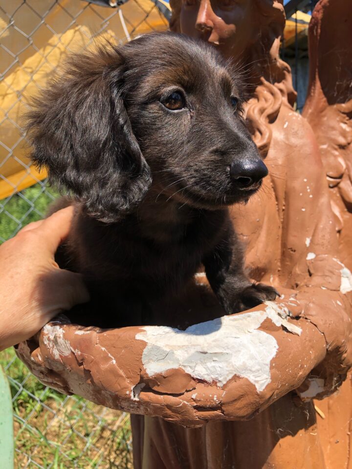 Atypical Black Dapple Black Longhair Mini Doxie Puppy for sale